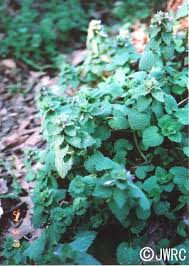 Attēlu rezultāti vaicājumam “Lamium purpureum leaf”