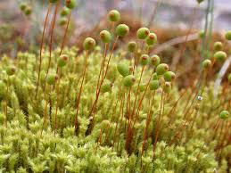 Attēlu rezultāti vaicājumam “Philonotis”