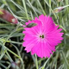 Image result for Dianthus gratianopolitanus
