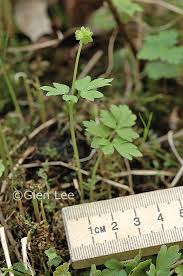 Attēlu rezultāti vaicājumam “Adoxa moschatellina leaf”