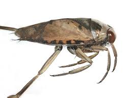 Attēlu rezultāti vaicājumam “Notonecta glauca”