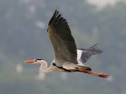 Attēlu rezultāti vaicājumam “Ardea cinerea adult”