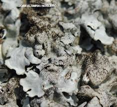 Attēlu rezultāti vaicājumam “Parmelina tiliacea”