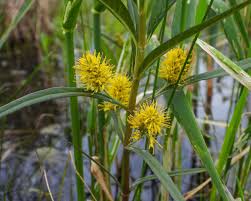 Attēlu rezultāti vaicājumam “Lysimachia thyrsiflora bud”