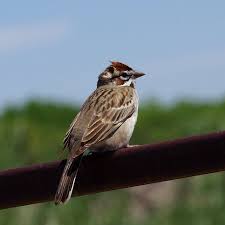 Image result for Chondestes grammacus