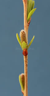 Attēlu rezultāti vaicājumam “Salix purpurea male flower”