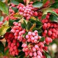 Attēlu rezultāti vaicājumam “Berberis vulgaris fruit”