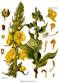 Attēlu rezultāti vaicājumam “Verbascum thapsus flower”