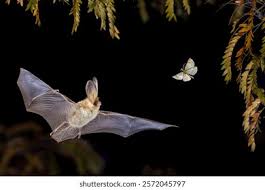 Attēlu rezultāti vaicājumam “Plecotus auritus”