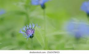 Attēlu rezultāti vaicājumam “Cyanus segetum flower”