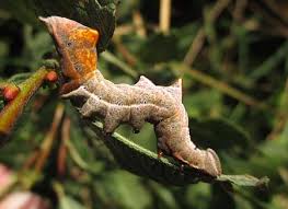 Attēlu rezultāti vaicājumam “Notodonta ziczac”