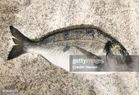 Image result for Sparus aurata