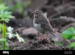 Image result for Anthus hodgsoni