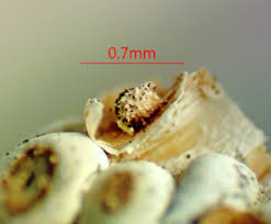 Attēlu rezultāti vaicājumam “Diderma subviridifuscum”