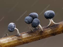 Attēlu rezultāti vaicājumam “Physarum leucopus spores”