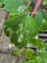 Attēlu rezultāti vaicājumam “Phytomyza minuscula”