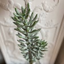 Image result for Mehikasvi