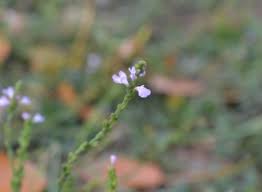 Image result for Verbena officinalis
