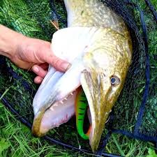 Image result for Albula glossodonta