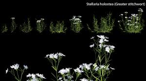 Attēlu rezultāti vaicājumam “Stellaria holostea fruit”