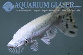 Image result for Atractosteus spatula