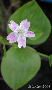 Attēlu rezultāti vaicājumam “Claytonia sibirica flower”