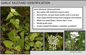 Image result for Alliaria petiolata