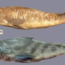 Image result for Menticirrhus americanus