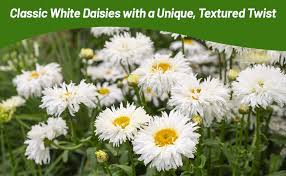 Image result for Chrysanthemum leucanthemum