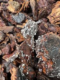 Attēlu rezultāti vaicājumam “Physarum cinereum macro”