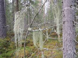 Attēlu rezultāti vaicājumam “Bryoria capillaris”