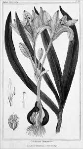 Attēlu rezultāti vaicājumam “Colchicum autumnale”