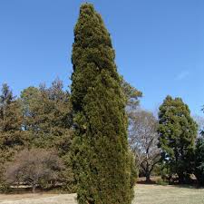 Attēlu rezultāti vaicājumam “Juniperus chinensis”