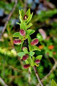 Attēlu rezultāti vaicājumam “Salix x doniana flower”