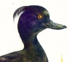 Image result for Aythya fuligula