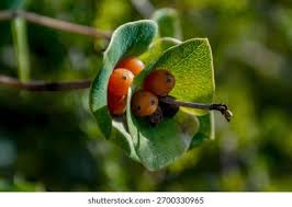 Attēlu rezultāti vaicājumam “Lonicera caprifolium fruit”