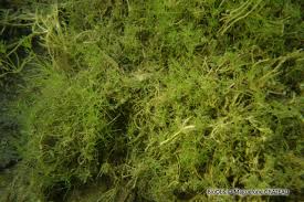 Attēlu rezultāti vaicājumam “Nitella sp.”