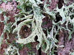 Attēlu rezultāti vaicājumam “Evernia prunastri”