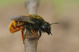 Attēlu rezultāti vaicājumam “Osmia bicolor”