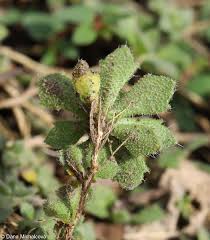 Attēlu rezultāti vaicājumam “Aubrieta deltoidea leaf”