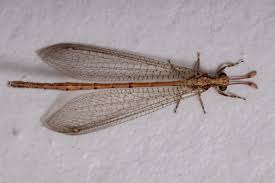 Attēlu rezultāti vaicājumam “Myrmeleontidae”