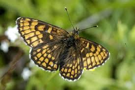 Attēlu rezultāti vaicājumam “Mellicta athalia upperside”