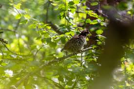 Attēlu rezultāti vaicājumam “Tetrastes bonasia juvenile”