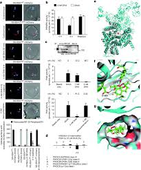 Attēlu rezultāti vaicājumam “Dianema depressum plasmodium”