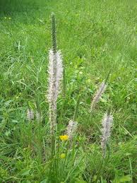 Attēlu rezultāti vaicājumam “Plantago media”