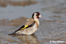 Attēlu rezultāti vaicājumam “Carduelis carduelis adult”