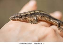 Attēlu rezultāti vaicājumam “Lacerta vivipara female”