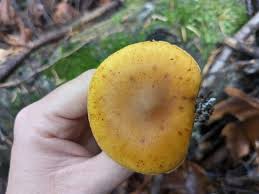 Attēlu rezultāti vaicājumam “Tricholomopsis decora”