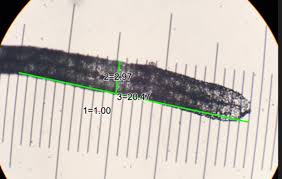 Attēlu rezultāti vaicājumam “Stemonitis fusca spores”