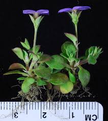 Attēlu rezultāti vaicājumam “Heyderia pusilla”